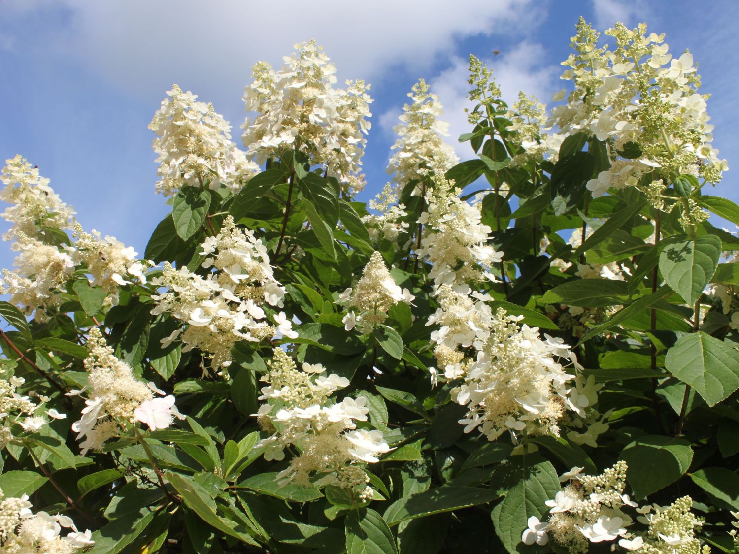 Hydrangea paniculata 'Kyushu'